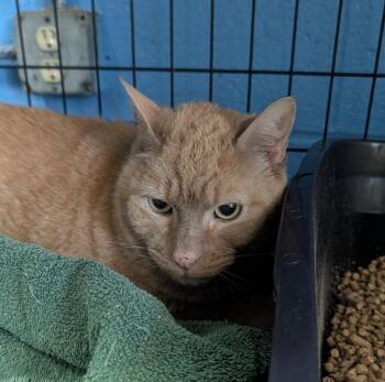 Milo -  Domestic Short Hair Cat for Adoption in Ellijay, Georgia - Milo | PetCurious