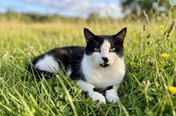 MCFLURRY -  Domestic Short Hair Cat for Adoption in Pasadena, California - MCFLURRY | PetCurious