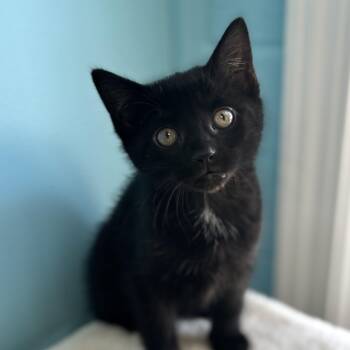 Domestic Short Hair Cats Available for Adoption in Bardstown, Kentucky - Carumba | PetCurious