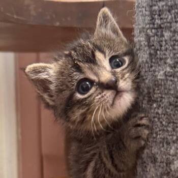 Domestic Short Hair Cats Available for Adoption in Cedaredge, Colorado - Sunny | PetCurious