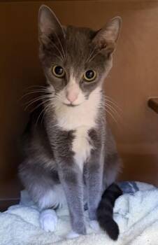 Lydia -  Domestic Short Hair Cat for Adoption in Hamilton Township, New Jersey - Lydia | PetCurious