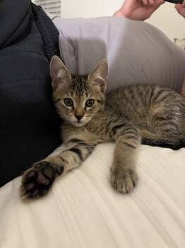 Rescue Domestic Short Hair Cats for Adoption in Greenville, South Carolina - Mr. Irrelevant - CW | PetCurious