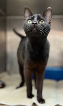 Rescue Domestic Short Hair Cats for Adoption in Lima, Ohio - Grimm | PetCurious