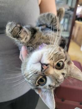 Chip -  Domestic Short Hair Cat for Adoption in Lorain, Ohio - Chip | PetCurious
