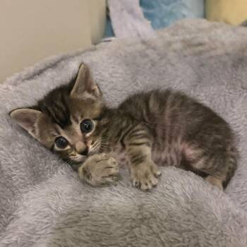 Hognose Shark 19 -  Domestic Short Hair Cat for Adoption in Austin, Texas - Hognose Shark 19 | PetCurious