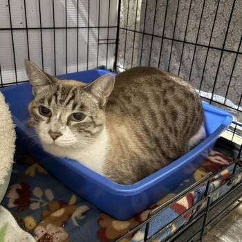 Rescue Domestic Short Hair Cats for Adoption in Centerville, Georgia - Prince | PetCurious