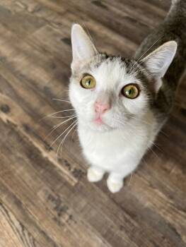 Rescue Domestic Medium Hair Cats for Adoption in Grand Rapids, Michigan - Honey | PetCurious