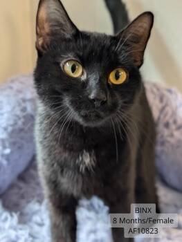 Binx -  Domestic Short Hair Cat for Adoption - Binx | PetCurious