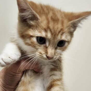 Deviled Egg -  Domestic Medium Hair Cat for Adoption - Deviled Egg | PetCurious