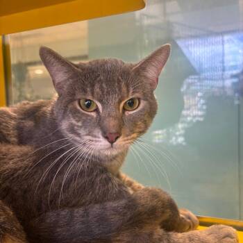 MJ -  Domestic Short Hair Cat for Adoption in Abilene, Texas - MJ | PetCurious