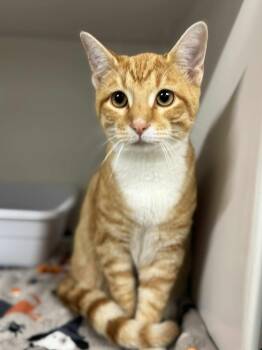 Rescue Domestic Short Hair Cats for Adoption in Leitchfield, Kentucky - Caleb Fisher | PetCurious