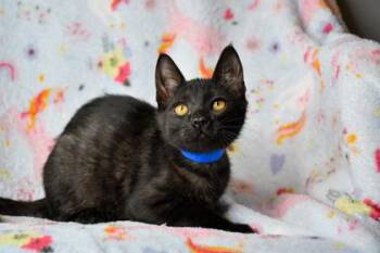 Del -  Domestic Short Hair Cat for Adoption in Yakima, Washington - Del | PetCurious