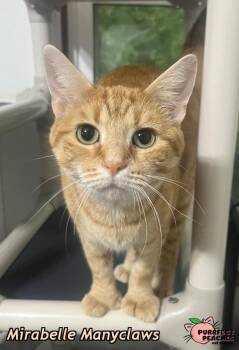 Rescue Extra Toes Cat Hemingway Polydactyl and Domestic Short Hair Cats for Adoption in Douglasville, Georgia - Mirabelle Manyclaws | PetCurious