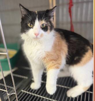 Calimar - The Celestial Calico -  Calico Cat for Adoption in Carolina, Carolina - Calimar - The Celestial Calico | PetCurious