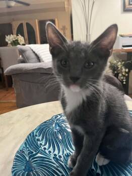 Winston -  Domestic Short Hair Cat for Adoption in Mesa, Arizona - Winston | PetCurious