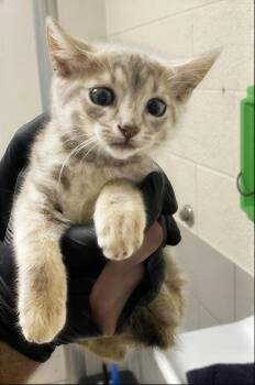 Mo -  Domestic Short Hair Cat for Adoption in Nashville, Tennessee - Mo | PetCurious