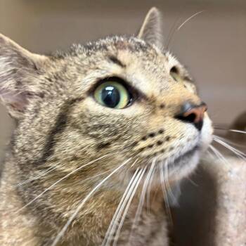 Domestic Short Hair Cats Available for Adoption in Harrisonburg, Virginia - 70882 | PetCurious