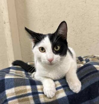 Rescue Domestic Short Hair Cats for Adoption in Visalia, California - Marble | PetCurious