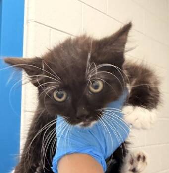 The Scene -  Domestic Medium Hair Cat for Adoption in Golden, Colorado - The Scene | PetCurious
