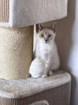 Rescue Siamese Cats for Adoption in Oakland Park, Florida - ACE Baby | PetCurious