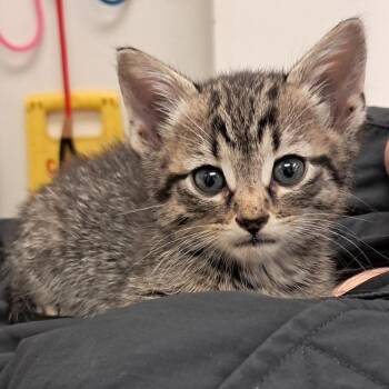 Domestic Short Hair Cats Available for Adoption - Sterling | PetCurious