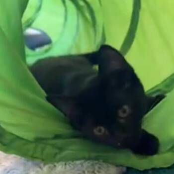 Domestic Short Hair Cats Available for Adoption - Raisin 2 - Moderate CH | PetCurious