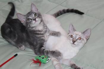 River 6 -  Domestic Short Hair and Siamese Cat for Adoption in Austin, Texas - River 6 | PetCurious