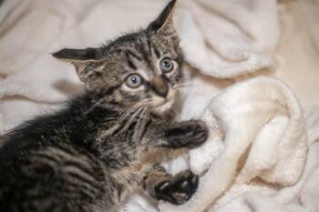 A1270685 -  Domestic Short Hair Cat for Adoption in Charlotte, North Carolina - A1270685 | PetCurious