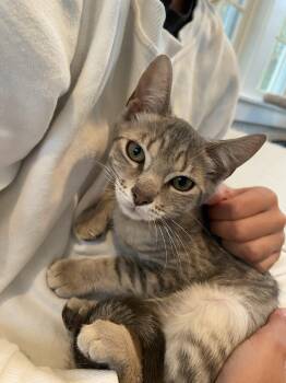 Tiger Cats Available for Adoption in Albany, New York - Spice Girl | PetCurious