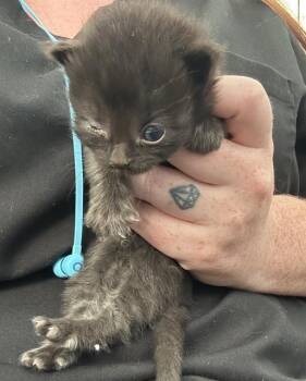 Rescue Domestic Short Hair Cats for Adoption in Dallas, Texas - WITCHY | PetCurious