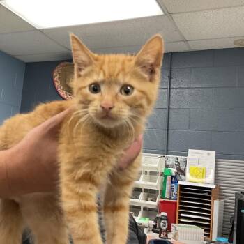 Bobby -  Domestic Short Hair Cat for Adoption in Saint Joseph, Missouri - Bobby | PetCurious