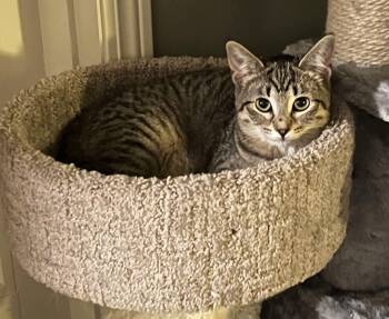 Rescue Domestic Short Hair Cats for Adoption in Sioux City, Iowa - Gear | PetCurious