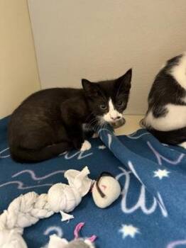 Serrano -  Domestic Short Hair Cat for Adoption in Pequot Lakes, Minnesota - Serrano | PetCurious
