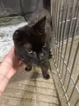 Eli (Bugg) -  Domestic Short Hair Cat for Adoption in Pierceton, Indiana - Eli (Bugg) | PetCurious