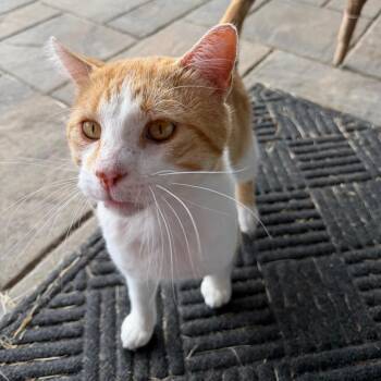 Bernie -  Domestic Short Hair Cat for Adoption in Rochester, Minnesota - Bernie | PetCurious