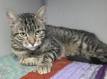 Tabby Cats Available for Adoption - Flower | PetCurious