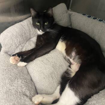 Katydid -  Domestic Short Hair Cat for Adoption in Georgetown, Kentucky - Katydid | PetCurious