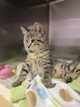 Domestic Short Hair Cats Available for Adoption - Broccoli Cheddar | PetCurious