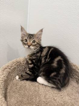 Flounder -  Domestic Long Hair Cat for Adoption in Medford Lakes, New Jersey - Flounder | PetCurious