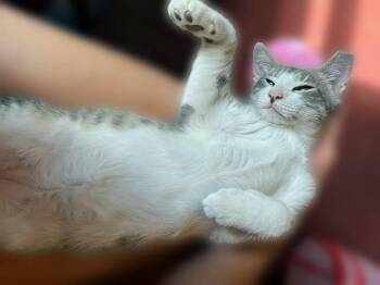 Athos - your next best buddy and lap friend -  Tabby Cat for Adoption in Lemoyne, Pennsylvania - Athos - Your Next Best Buddy And Lap Friend | PetCurious