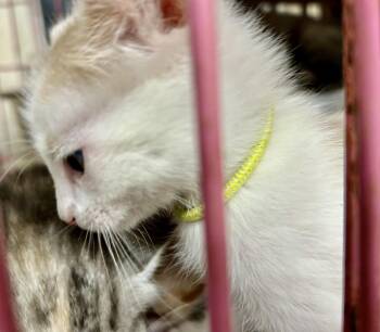 Rescue American Shorthair and Tabby Cats for Adoption in New Orleans, Louisiana - Teddy | PetCurious