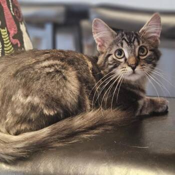 Butterfinger -  Domestic Short Hair Cat for Adoption in Bismarck, North Dakota - Butterfinger | PetCurious