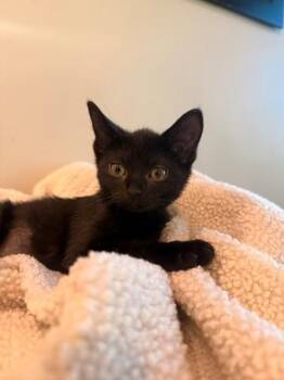 Salem -  Domestic Short Hair Cat for Adoption in Fayetteville, Arkansas - Salem | PetCurious