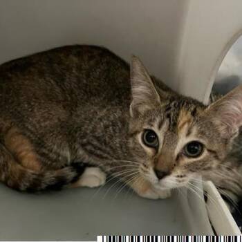Claudia -  Domestic Short Hair Cat for Adoption in West Palm Beach, Florida - Claudia | PetCurious