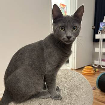 Rescue Domestic Short Hair Cats for Adoption in Los Angeles, California - Burrell | PetCurious
