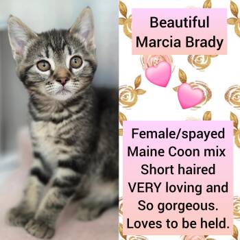 Marsha Brady -  Domestic Short Hair and Maine Coon Cat for Adoption in Beaverton, Oregon - Marsha Brady | PetCurious
