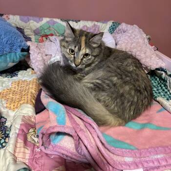 Rescue Domestic Long Hair Cats for Adoption in Buffalo, Minnesota - Potato | PetCurious