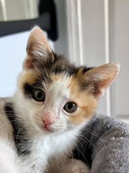 Calico Cats Available for Adoption in Sandy Springs, Georgia - Anchovy (bonded W/ Mackerel) | PetCurious