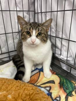 Domestic Short Hair Cats Available for Adoption - Cherry | PetCurious