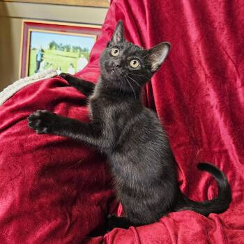 Binx -  Domestic Short Hair Cat for Adoption in Searcy, Arkansas - Binx | PetCurious